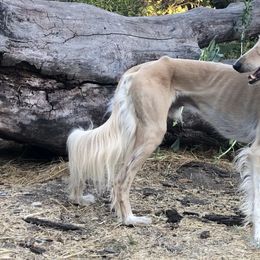 Sadeek - Saluki