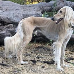 Sadeek - Saluki