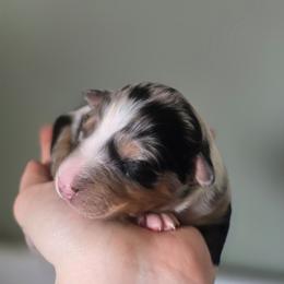 Lynx - Blue merle female Australian Shepherd puppy in London, Kentucky from Kenmont Kennels