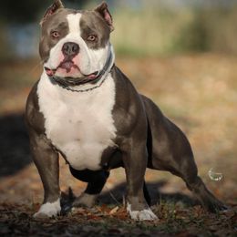 Willow - American Bully