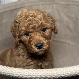 Deluxe Red collar male - Red  male Poodle puppy in Waukegan, Illinois from LaPoodles