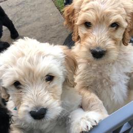 Goldendoodles from Cindy's Doodles