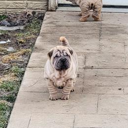 Horsecoat male - Fawn male Chinese Shar-Pei puppy in Wellington, Ohio from Shine Shar-Pei