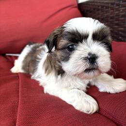 Rusty - Tricolor male Shih Tzu puppy in Lakeland, Florida from Sunshine Shih Tzus