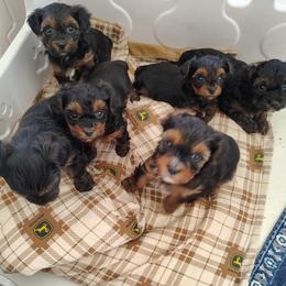 Yorkipoo puppies from Desert Flower Breeders