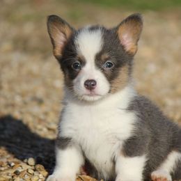American Corgi, French Bulldog, and Pembroke Welsh Corgi Puppies from Moonstone Corgis & Frenchies