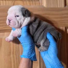 Carl - Blue tri-color male Bulldog puppy in Angelica, New York from Snapp Valley Bulldogs