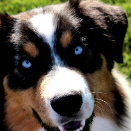 Jewlie - Australian Shepherd