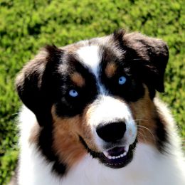 Jewlie - Australian Shepherd
