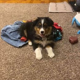 Australian Shepherd Puppies from Sweets' Cattle Co and Australian Shepherds