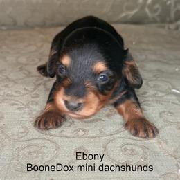Ebony - Black and tan female Dachshund puppy in Lexington, Oklahoma from BooneDox Miniature Dachshunds