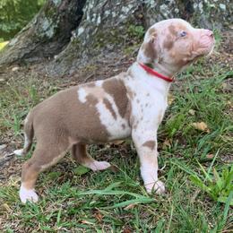 Red collar female - Red merle female Catahoula Leopard Dog puppy in Gadsden, Alabama from Rich Cat’s