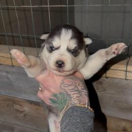 Boy 3 - Black and white male Siberian Husky puppy in Iron River, Wisconsin from Wiemeri Siberians