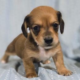 Henrietta 2K plus fee CKC - Red female Dachshund puppy in Cowen, West Virginia from Bennett Babies