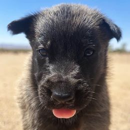 Girl 2 - Fawn female Belgian Malinois puppy in Golden Valley, Arizona from Desert Wind Kennels