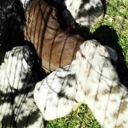 Australian Shepherds from Honeysuckle Haven Farm