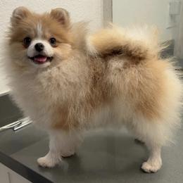 Malibu - Blue sable female Pomeranian puppy in Santa Ana,Ontario, California from Uniquepombabies