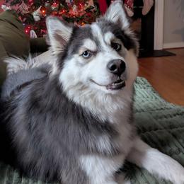 Suki - Pomsky