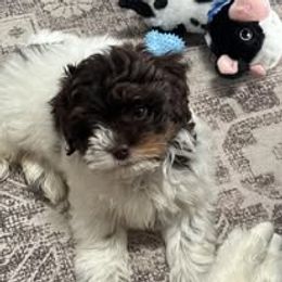 Assorted Doodle Crosses, Aussiedoodle, Australian Shepherd, Long Haired Weimaraner, Shihpoo, and Shih Tzu Puppies from Rockiń N Kennel