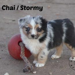 Chai - Blue merle female Miniature Australian Shepherd puppy in Garden Plain, Kansas from Krazy K Aussies