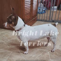 Suki - Teddy Roosevelt Terrier