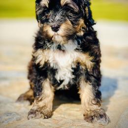 Australian Labradoodle Puppies from Labradoodles of Montana