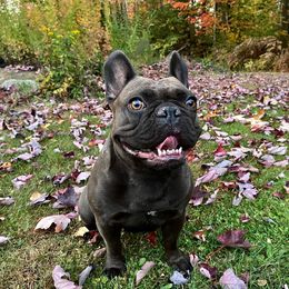 French Bulldog All Grown Up from Great Northwoods Frenchies