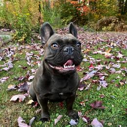 French Bulldog All Grown Up from Great Northwoods Frenchies