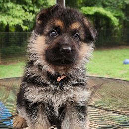 Girl 1 (Luna) - Black and red female German Shepherd puppy in Roanoke, Alabama from Von Schönen Träumen German Shepherds