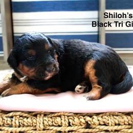 Shiloh's Black and Tan Girl - Black phantom female Aussiedoodle puppy in Burkesville, Kentucky from Bline’s Awesome Aussies & Doxies at the Bline Family Farm