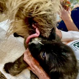 Irish Wolfhound Puppies from Serendipity Sighthounds