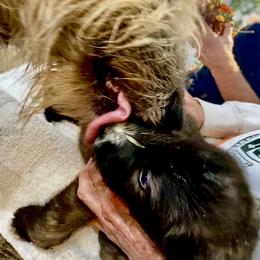 Irish Wolfhound Puppies from Serendipity Sighthounds