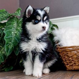 Pomsky Puppies from Arctic Star Pomskies