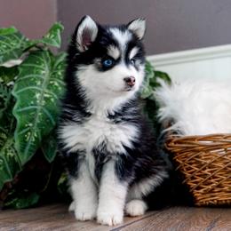 Pomsky Puppies from Arctic Star Pomskies