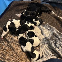 Female - Black and white female German Shorthaired Pointer puppy in Wadena, Minnesota from Helmbrecht GSP's