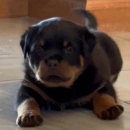 Pink female - Black and tan female Rottweiler puppy in Indianapolis, Indiana from Rottgang Rottweilers