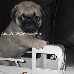 Freddie - Fawn male Pug puppy in Janesville, Wisconsin from Annie's Willow Hill Pugs