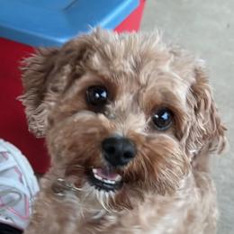 Holly - Cavapoo