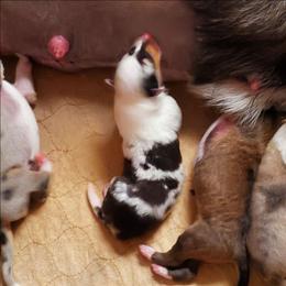 Harl Blue Smooth - Blue merle white and tan male Collie puppy in Dickson, Tennessee from Ceilidh Collies