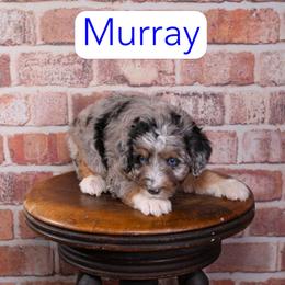 Murray - Blue merle male Aussiedoodle puppy in Calhoun, Georgia from Happy Top Doodles