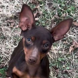 Frappe - Chocolate and rust female Miniature Pinscher puppy in Nashville, Tennessee from Aztex Min Pins