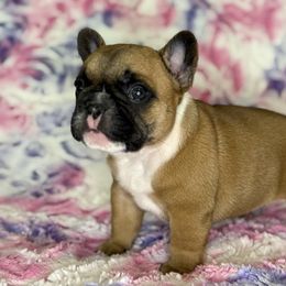 Johnny Storm - Fawn male French Bulldog puppy in Hollis, New Hampshire from Big Sky Frenchies