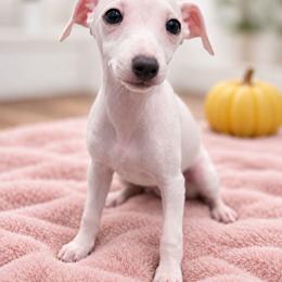 Biscuit - Cream female Italian Greyhound puppy in Jacksonville, Alabama from Adornare Kennels
