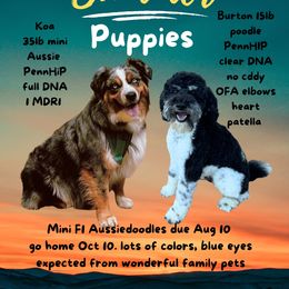 Aussiedoodle puppies from Sassy Pants Pups