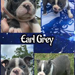 Earl Grey - Blue male Boston Terrier puppy in Brazos Point, Texas from TX Southern Belle Bostons