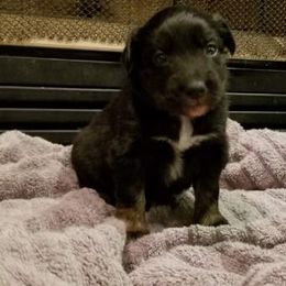 Australian Shepherd Puppies from Ash Ranch Aussies