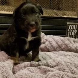 Australian Shepherd Puppies from Ash Ranch Aussies