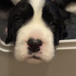 English Springer Spaniel Puppies from Everlark English Springer Spaniels