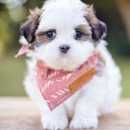 Basil - Companion Cross