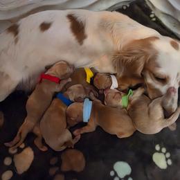Light blue - Cream male Dachshund puppy in Bristol, Tennessee from It's Mini Wieners Baby